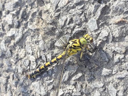 Réf. 263 077 : Onychogomphus forcipatus